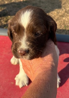 Les chiots de English Springer Spaniel