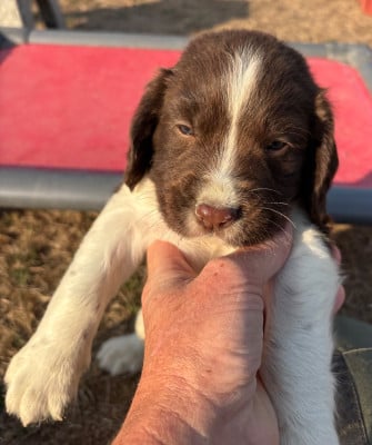 Les chiots de English Springer Spaniel