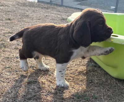 Les chiots de English Springer Spaniel