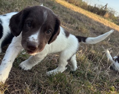 Les chiots de English Springer Spaniel