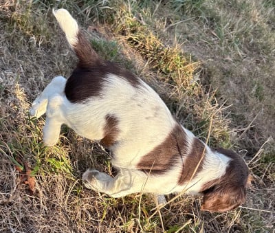 Les chiots de English Springer Spaniel