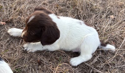 Les chiots de English Springer Spaniel