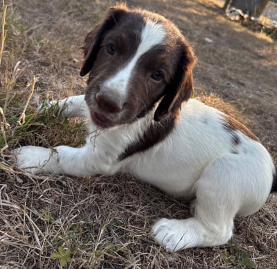 Les chiots de English Springer Spaniel