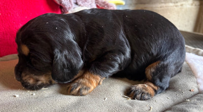 Cocker Spaniel Anglais
