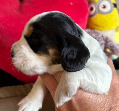 Les chiots de Cocker Spaniel Anglais