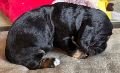 Les chiots de Cocker Spaniel Anglais