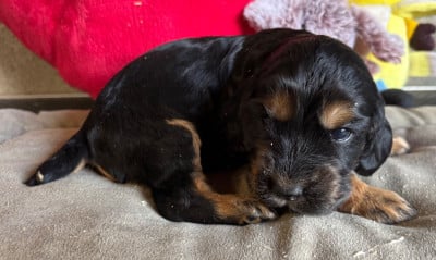 Les chiots de Cocker Spaniel Anglais