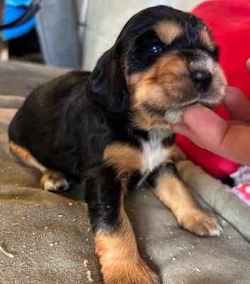 Les chiots de Cocker Spaniel Anglais
