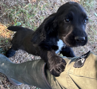 Les chiots de Cocker Spaniel Anglais