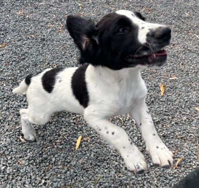 Les chiots de English Springer Spaniel