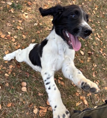 Les chiots de English Springer Spaniel