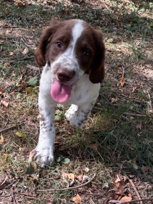 Les chiots de English Springer Spaniel