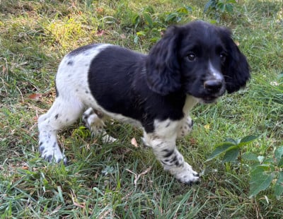 Les chiots de English Springer Spaniel