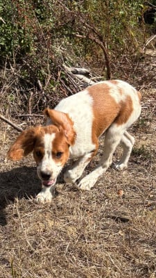 Les chiots de Epagneul Breton
