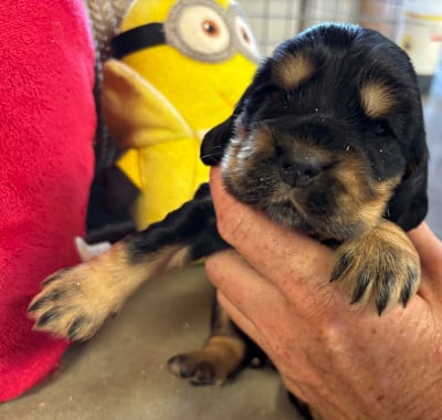 Les chiots de Cocker Spaniel Anglais