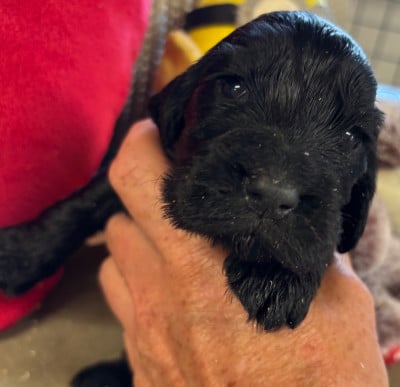 Les chiots de Cocker Spaniel Anglais
