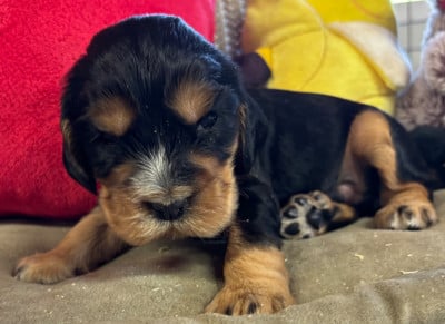 Les chiots de Cocker Spaniel Anglais