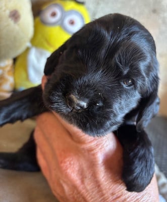 Les chiots de Cocker Spaniel Anglais