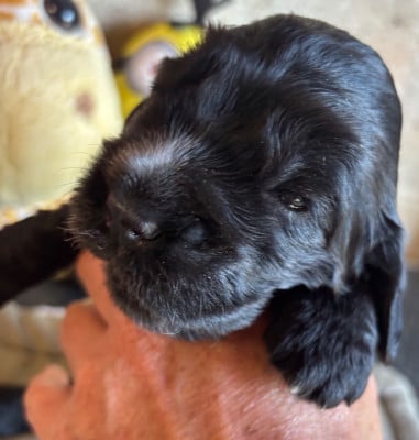 Les chiots de Cocker Spaniel Anglais