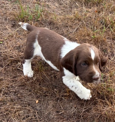 Les chiots de English Springer Spaniel