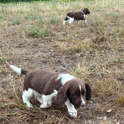 Les chiots de English Springer Spaniel