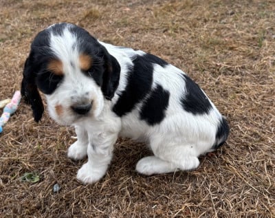 Les chiots de Cocker Spaniel Anglais