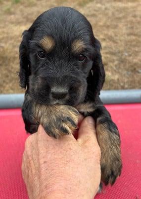 Les chiots de Cocker Spaniel Anglais