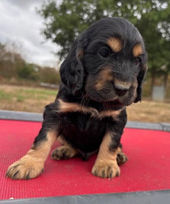 Les chiots de Cocker Spaniel Anglais