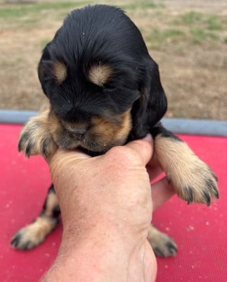 Les chiots de Cocker Spaniel Anglais