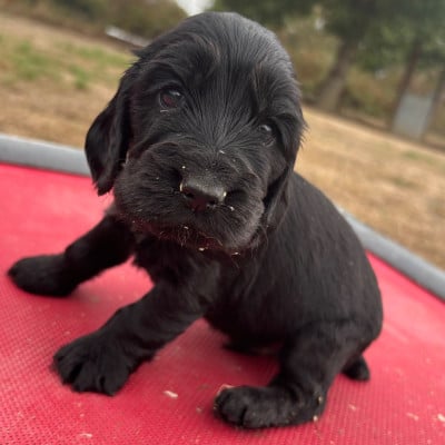 Les chiots de Cocker Spaniel Anglais