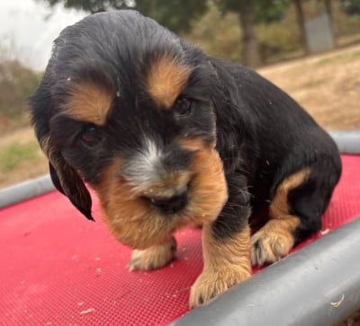 Les chiots de Cocker Spaniel Anglais