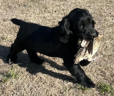 Les chiots de Cocker Spaniel Anglais