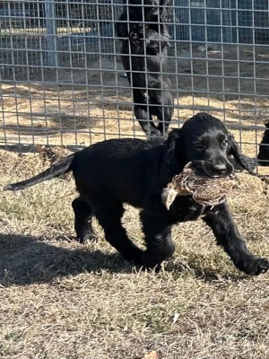 Les chiots de Cocker Spaniel Anglais