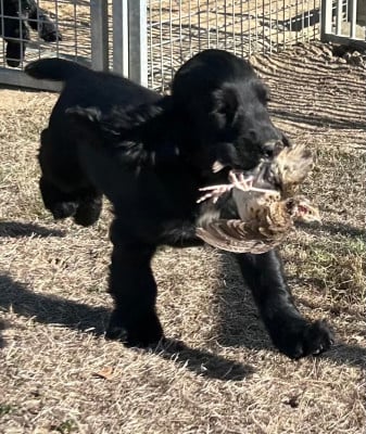 Les chiots de Cocker Spaniel Anglais