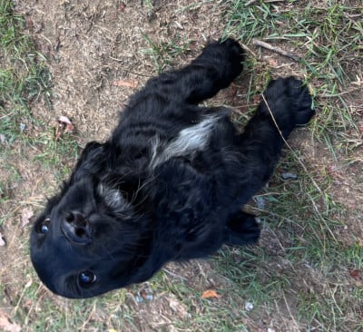 Les chiots de Cocker Spaniel Anglais