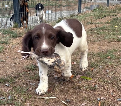Les chiots de English Springer Spaniel