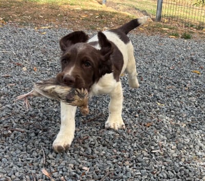 Les chiots de English Springer Spaniel