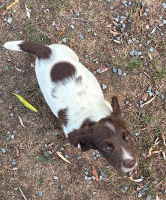 Les chiots de English Springer Spaniel