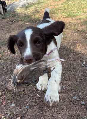 Les chiots de English Springer Spaniel