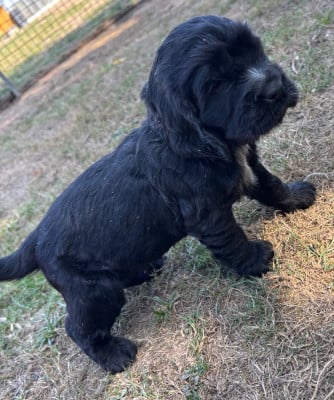 Les chiots de Cocker Spaniel Anglais