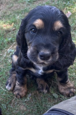 Les chiots de Cocker Spaniel Anglais