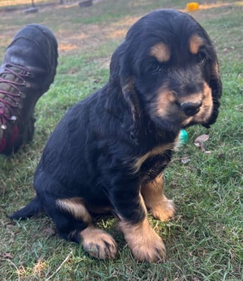 Les chiots de Cocker Spaniel Anglais