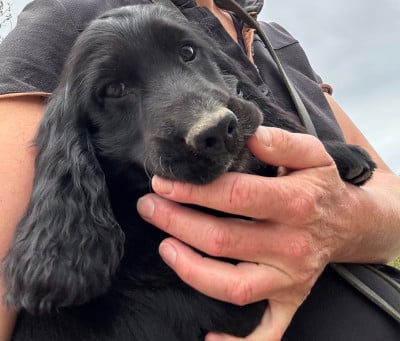 Les chiots de Cocker Spaniel Anglais