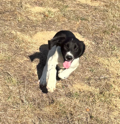 English Springer Spaniel