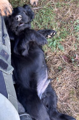 Les chiots de Cocker Spaniel Anglais