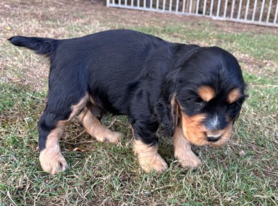 Les chiots de Cocker Spaniel Anglais