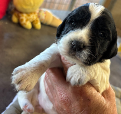 English Springer Spaniel