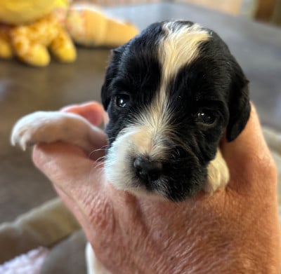 b............... - English Springer Spaniel