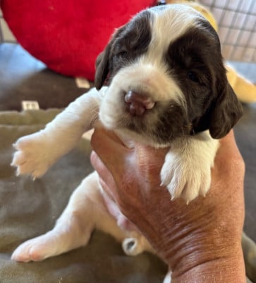 b................ - English Springer Spaniel