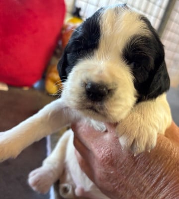 b............... - English Springer Spaniel